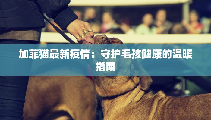 加菲猫最新疫情：守护毛孩健康的温暖指南
