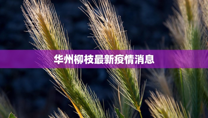 华州柳枝最新疫情消息