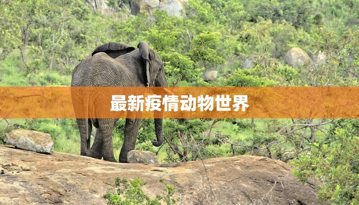 最新疫情动物世界